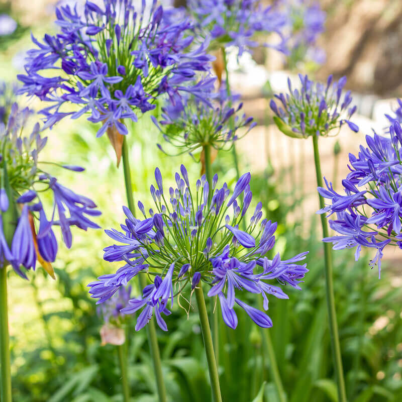 Blue African Lily (AGAPANTHUS AFRICANS BLUE) - QT