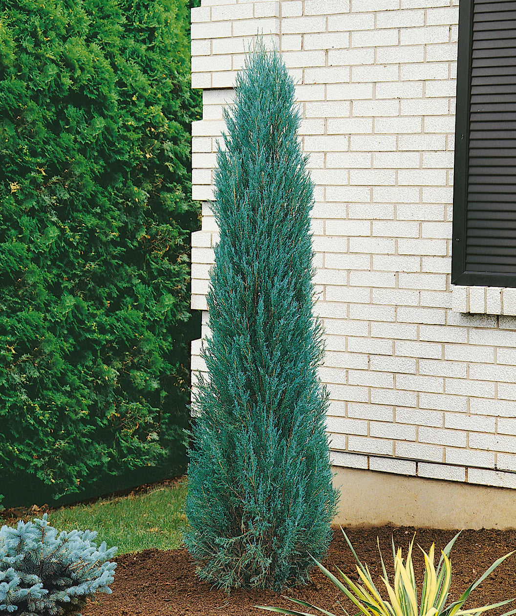 Blue Arrow Juniper (JUNIPER SC. BLUE ARROW) - 1 gallon