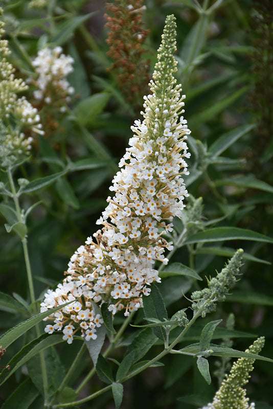 Buzz Ivory Butterfly Bush (BUDDLEIA BUZZ IVORY) - QT