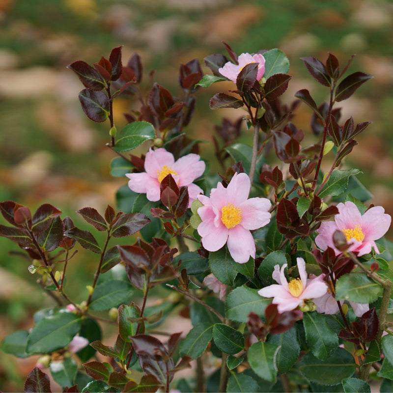 Just Chill Red Tip™ Camellia (CAMELLIA JUST CHILL RED TIP) - QT