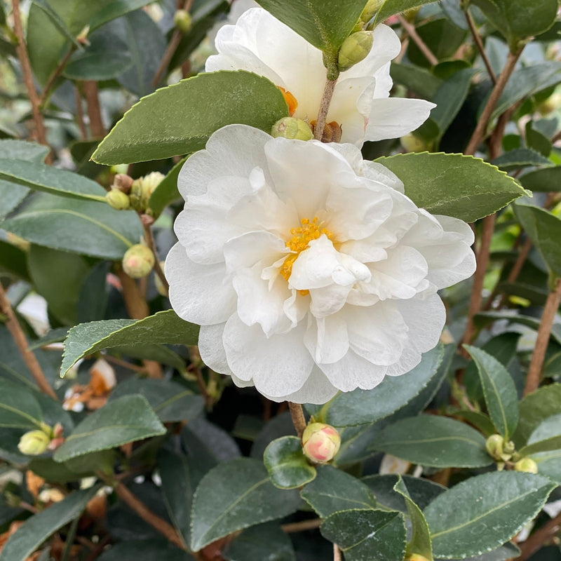 Just Chill® Double White Camellia (CAMELLIA JUST CHILL® DOUBLE WHITE) - QT