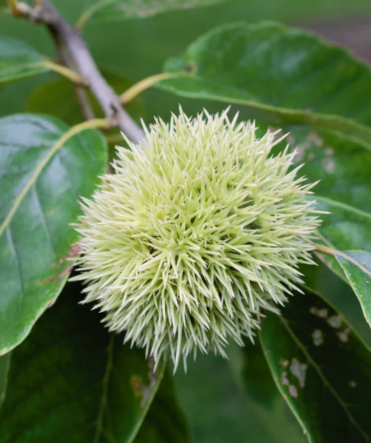 Improved Chinese Chestnut (CASTANEA MOLLISSIMA IMPROVED) - 3 gallon RP