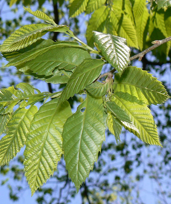 Improved Chinese Chestnut (CASTANEA MOLLISSIMA IMPROVED) - 3 gallon RP