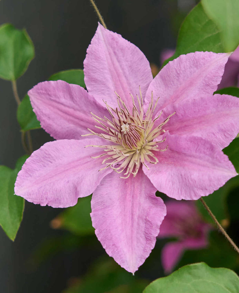 Bridgewater™ Clematis (Clematis bridgewater) - 1 gallon