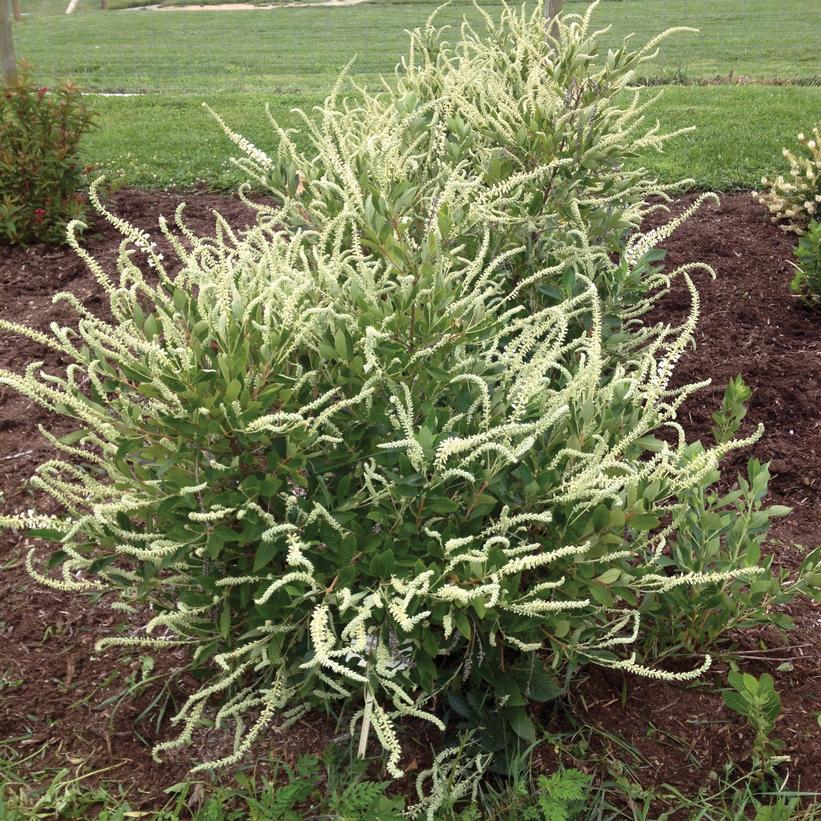 Summer Sparkler™ Summersweet (Clethra alnifolia 'Smr Sparkler') - 3 gallon 24"