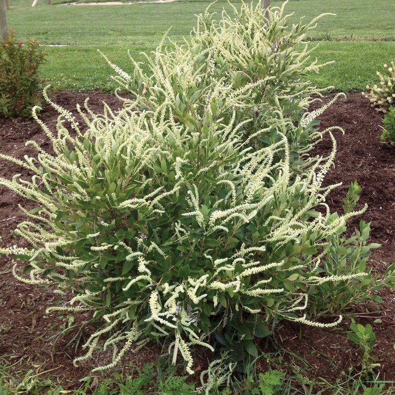 Summer Sparkler™ Summersweet (Clethra alnifolia 'Smr Sparkler') - 3 gallon 24"