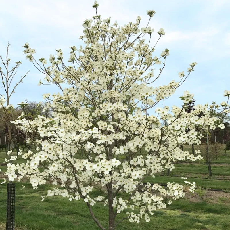 Super Princess Dogwood (CORNUS FL SUPER PRINCESS) - 3 gallon