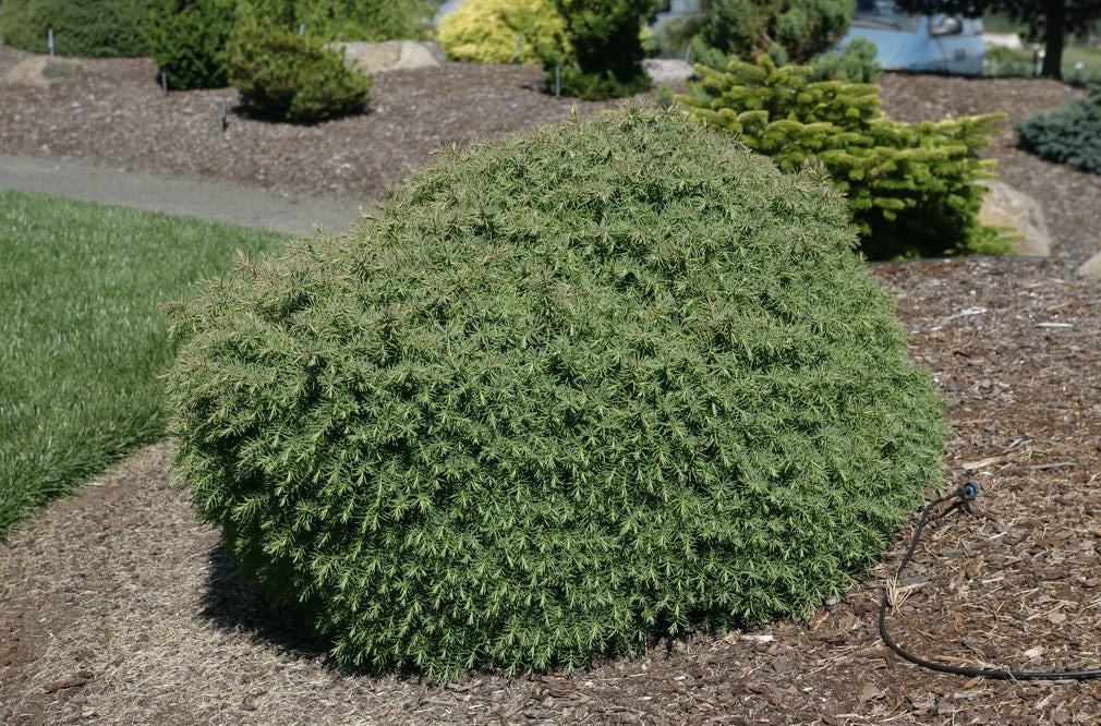 Mushroom Japanese Cedar (CRYPTOMENRIA J MUSHROOM) - 1 gallon