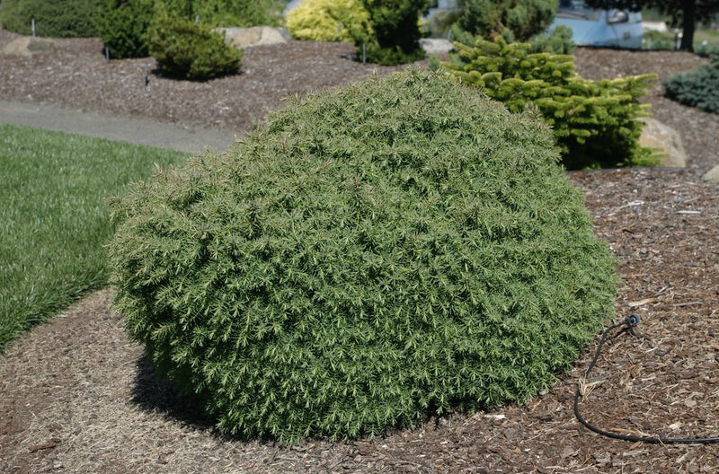 Mushroom Japanese Cedar (Cryptomeria jap. ‘Mushroom’) - 1 gallon