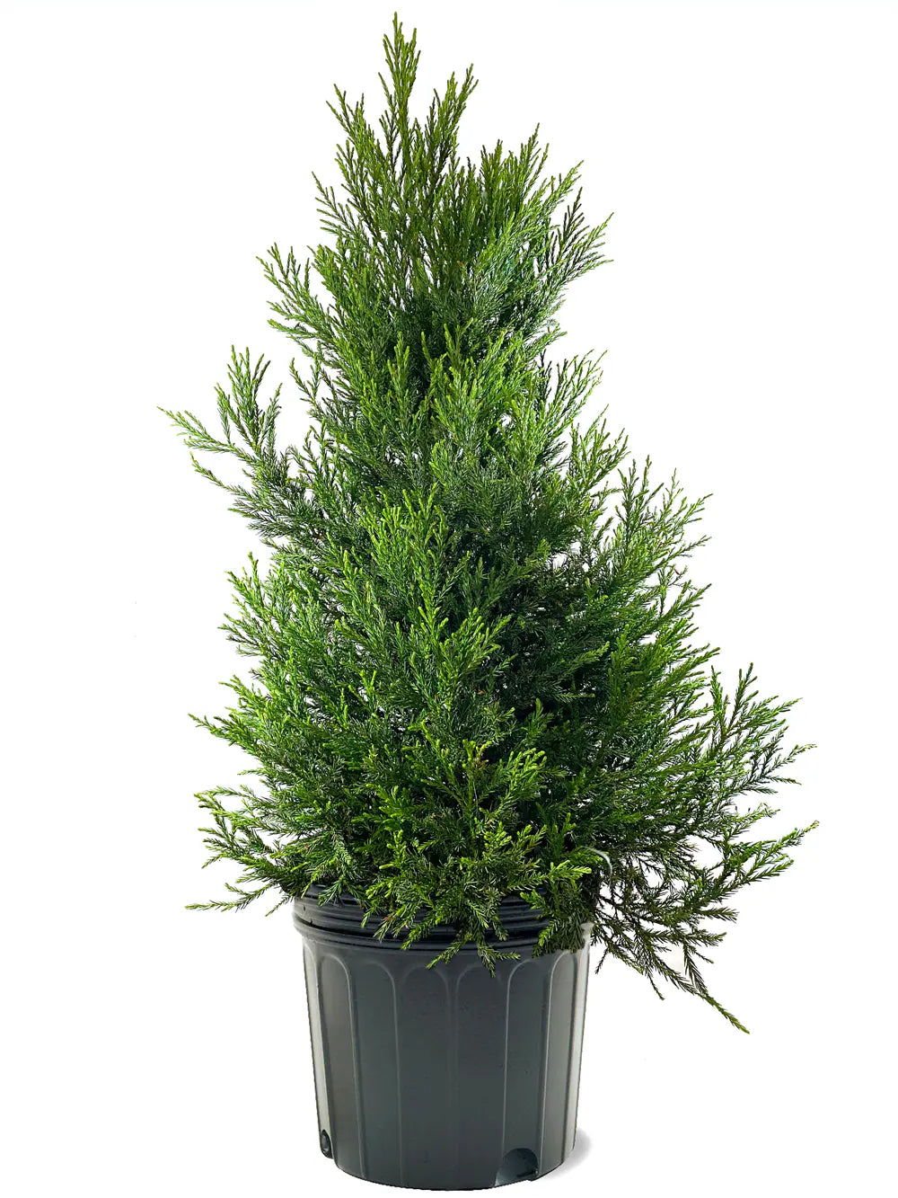 Yoshino Japanese Cedar (CRYPTOMENRIA J YOSHINO) - 5 gallon