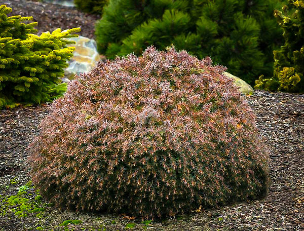 Mushroom Japanese Cedar (Cryptomeria jap. ‘Mushroom’) - 1 gallon