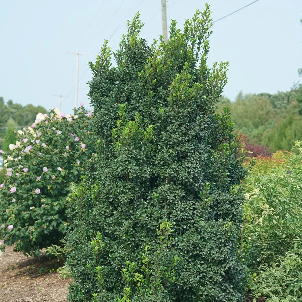 Castle Wall® Blue Holly (Ilex x meserveae 'Castle Wall') - QT