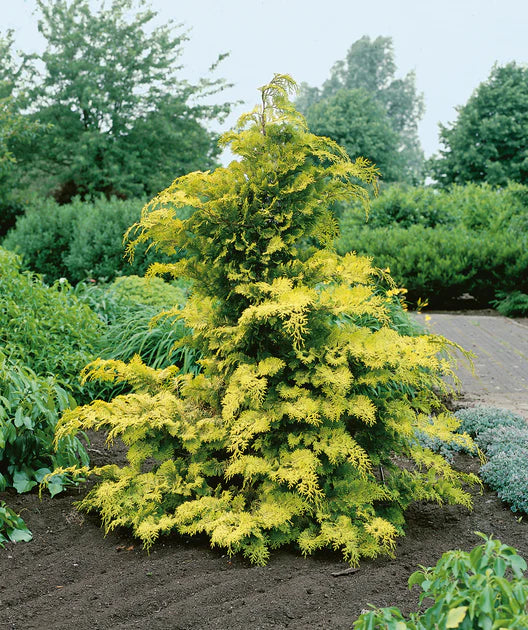 Crippsii Golden False Cypress (Chamaecyparis obtusa 'Crippsii') - 3 gallon 15"