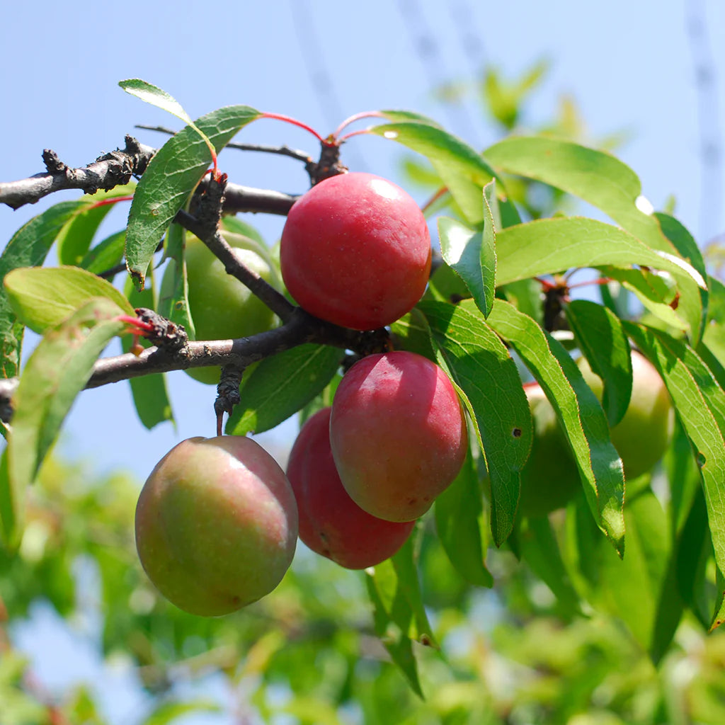 Chickasaw Plum (Prunus angustifolia) - 3 gallon RP