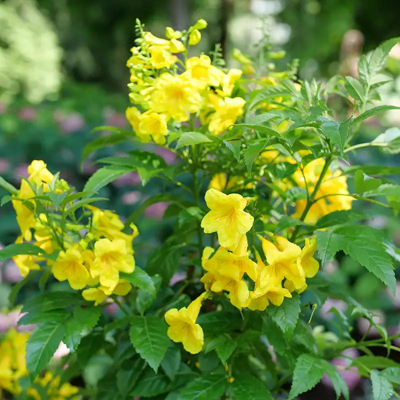 Chicklet® Gold Trumpet Bush (Tecoma 'Chicklet Gold') - QT