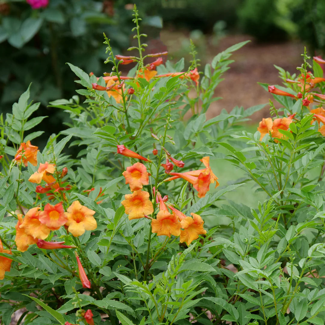 Chicklet® Orange Esperanza (TECOMA CHICKLET® ORANGE) - QT