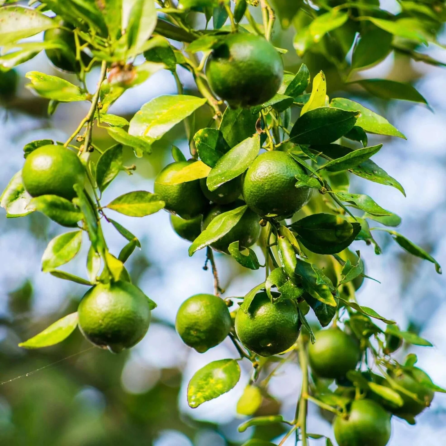 Key Lime (Citrus x aurantiifolia Key Lime) - 1 gallon SHRUB