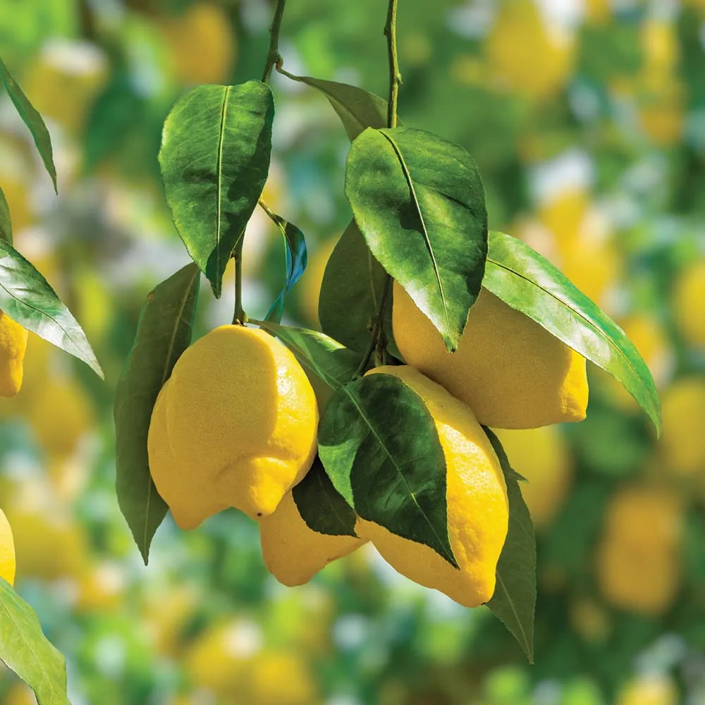 Meyer Lemon (Citrus x limon 'Meyer') - 3 gallon SHRUB