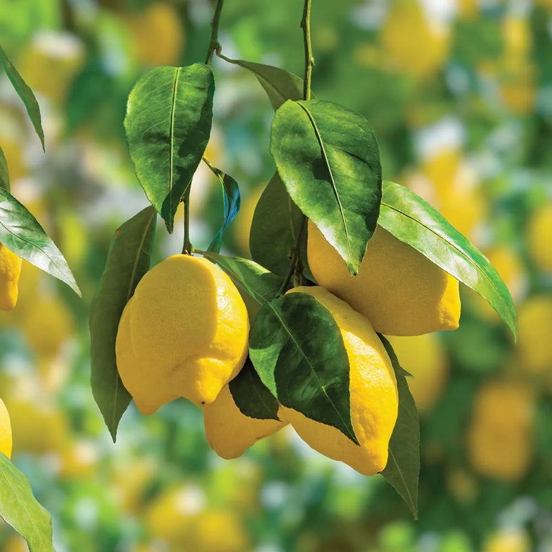 Meyer Lemon (Citrus x limon 'Meyer') - 3 gallon SHRUB