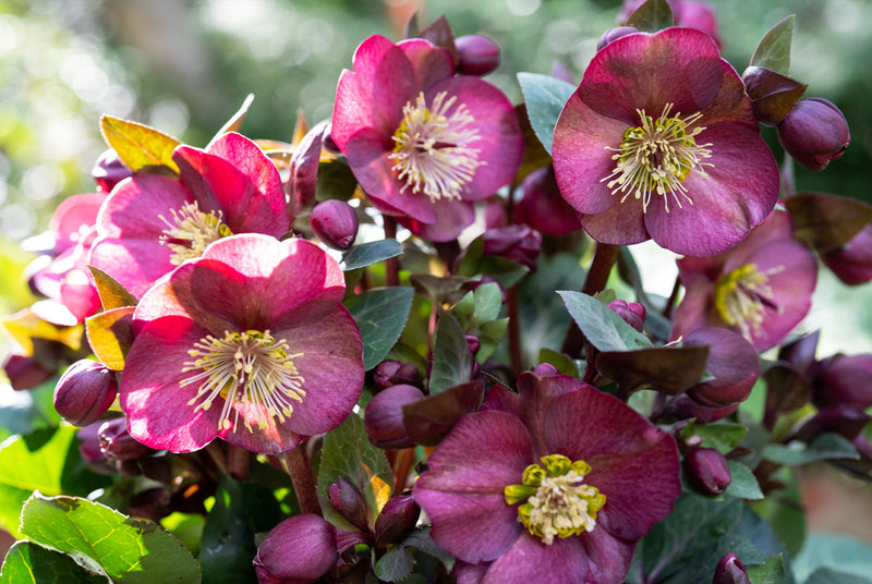 Frostkiss® Vibey Velvet Lenten Rose (Helleborus vibey 'Velvet') - 1 gallon