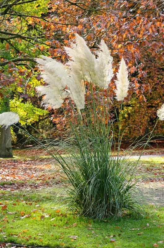 Pampas Grass (Cortaderia selloana) - QT