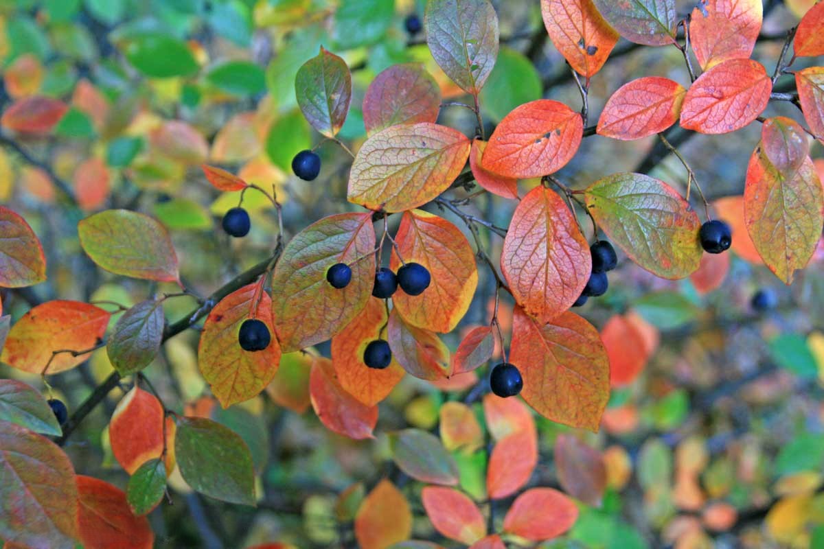 Peking Cotoneaster (Cotoneaster acutifolius) - 2 gallon