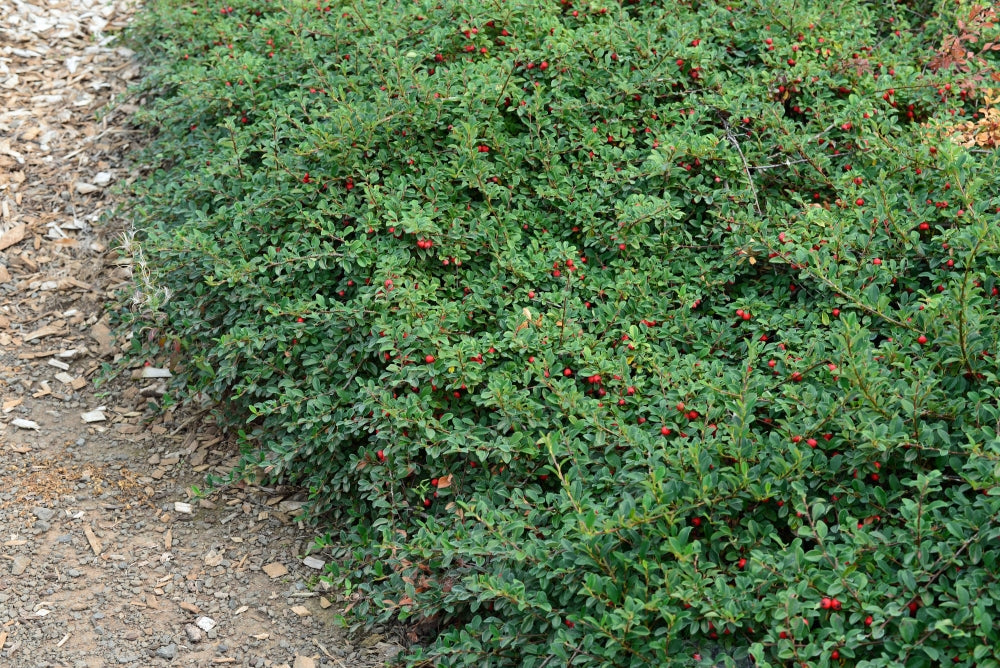 Coral Beauty Cotoneaster (Cotoneaster dammeri 'Coral Beauty') - 1 gallon