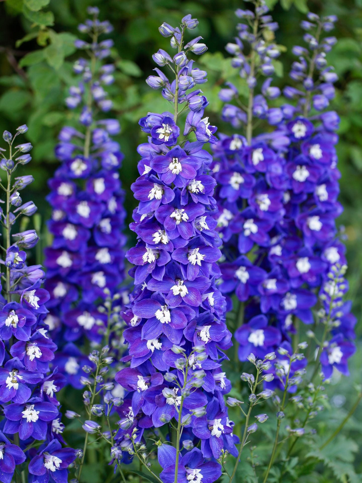 Delgenius™ Kingsley Larkspur (DELPHINIUM DEL KINGSLEY) - 1 gallon
