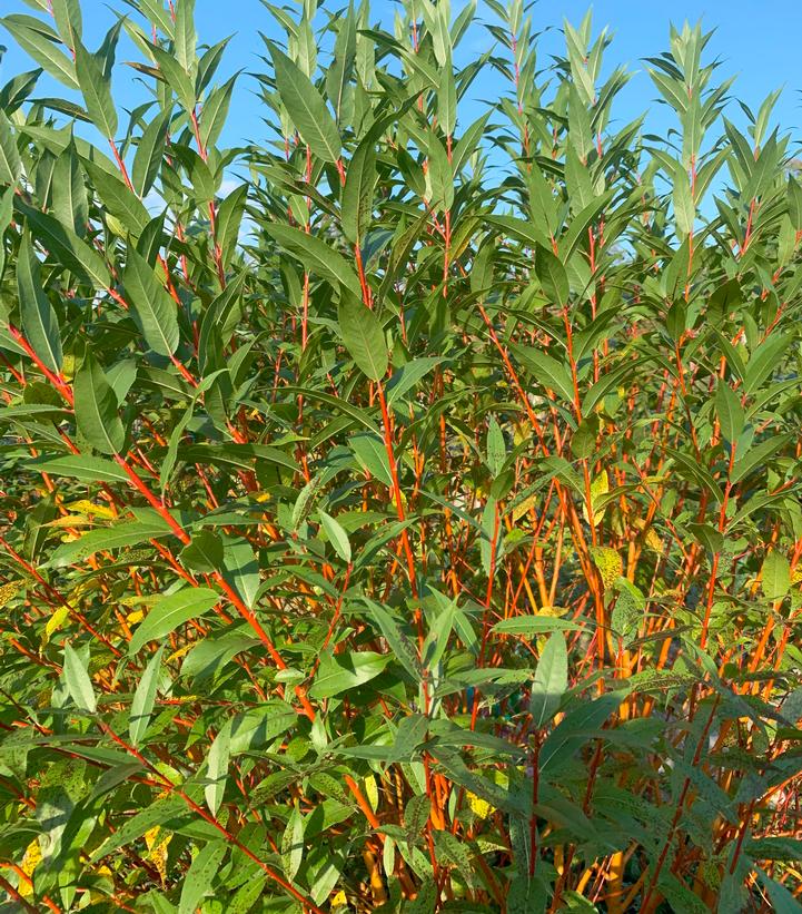 Winter Torch Willow (Salix x 'Winter Torch') - 3 gallon 12"