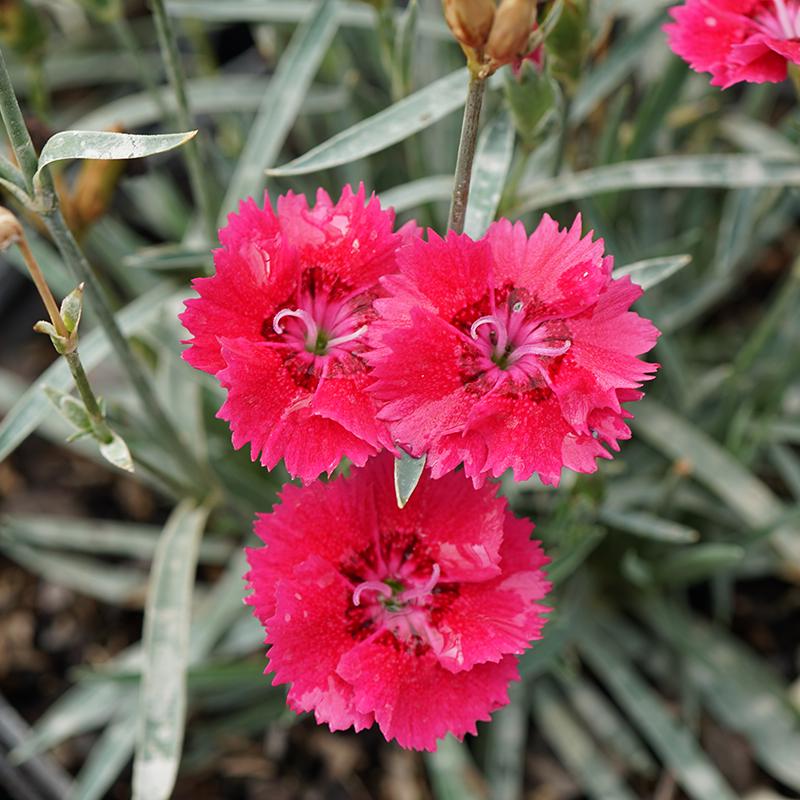 Dianthus Pinks (Dianthus 'Everbloom Red Delicious') - 1 gallon