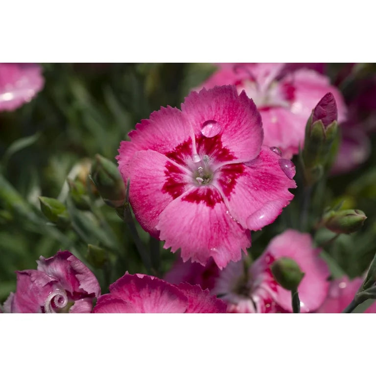 EverBloom™ 'Strawberry Tart' Pinks (Dianthus 'Everbloom Strawberry Tart') - 1 gallon