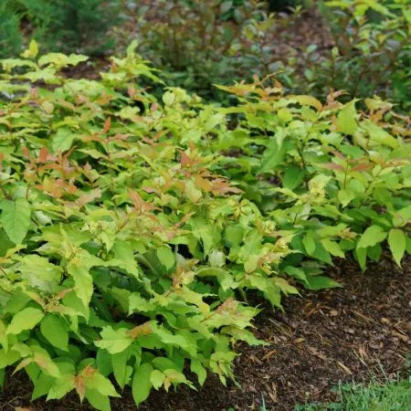 Kodiak Spiced® Bush Honeysuckle (DIERVILLA S. KODIAK SPICED) - QT