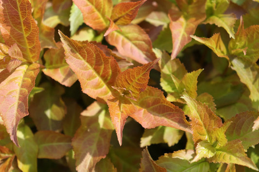 Kodiak Spiced® Bush Honeysuckle (DIERVILLA S. KODIAK SPICED) - QT