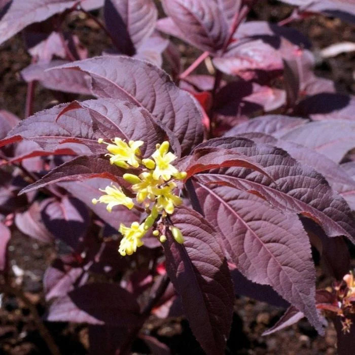 DIERVILLA S. 'NIGHTGLOW'  G2  BE