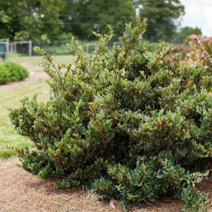 Coppertone Distylium (DISTYLIUM COPPERTONE) - 3 gallon