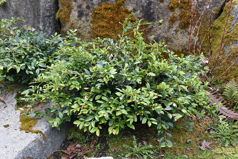 Swing Low Distylium (DISTYLIUM SWING LOW) - 3 gallon