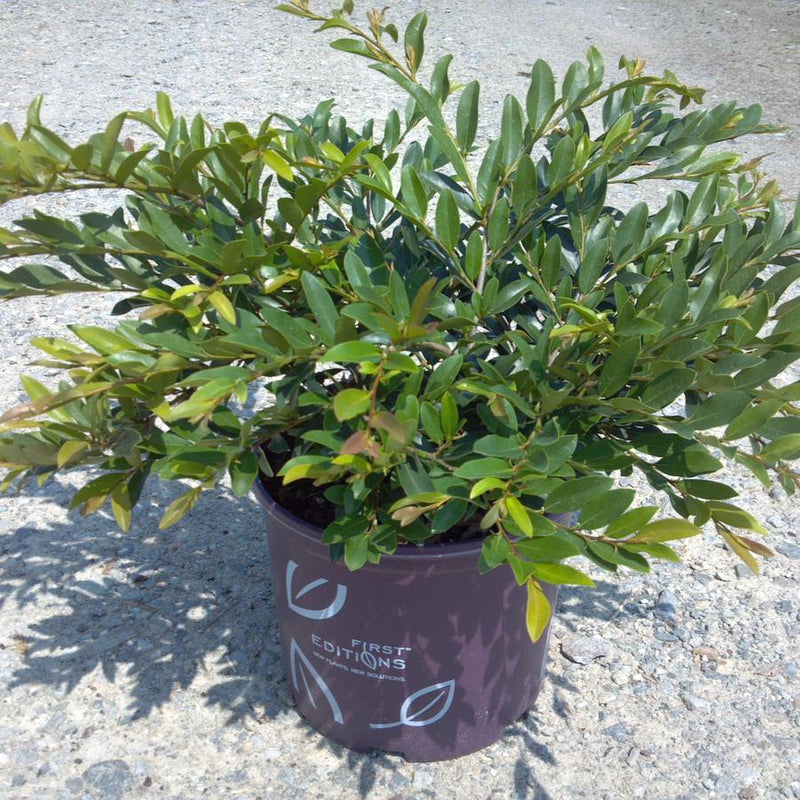 Vintage Jade Distylium (DISTYLIUM VINTAGE JADE) - 3 gallon