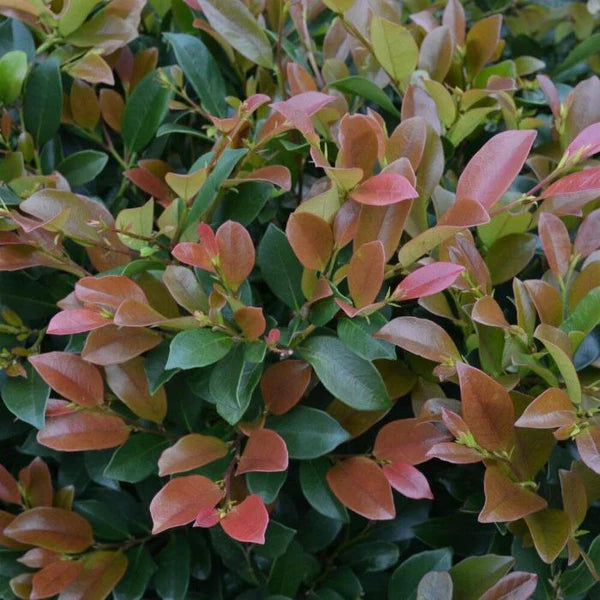Coppertone Distylium (DISTYLIUM COPPERTONE) - 3 gallon