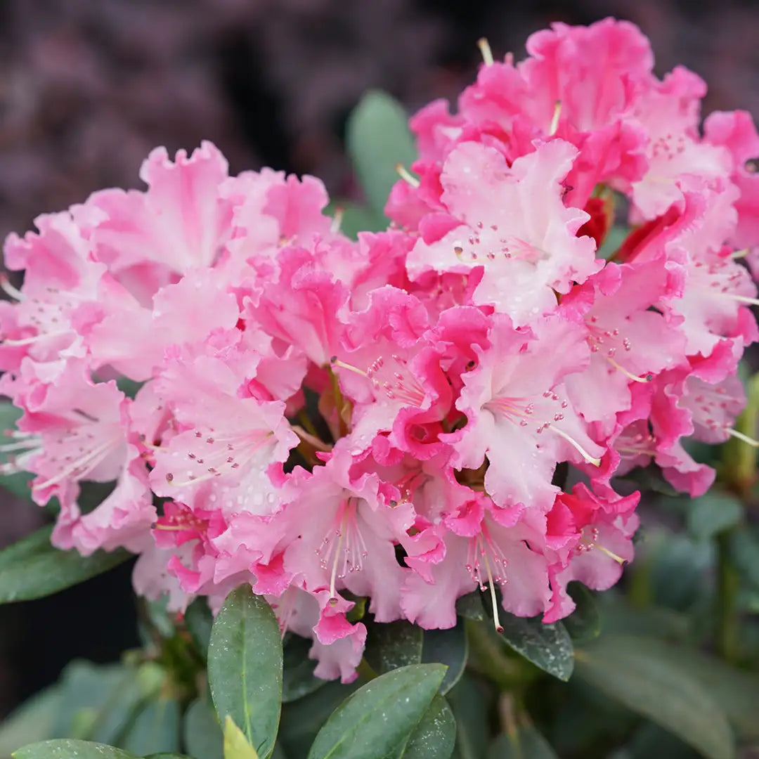 Dandy Man Color Wheel® Rhododendron (RHODODENDRON DANDY MAN COLOR WHEEL) - QT