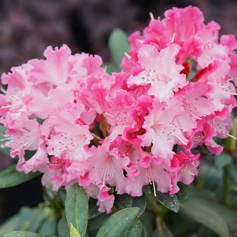 Dandy Man Color Wheel® Rhododendron (RHODODENDRON DANDY MAN COLOR WHEEL) - QT