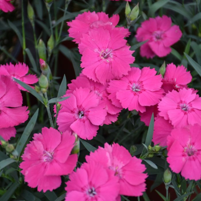 Mad Magenta Dianthus (Dianthus x hybrida 'Mad Magenta) - QT