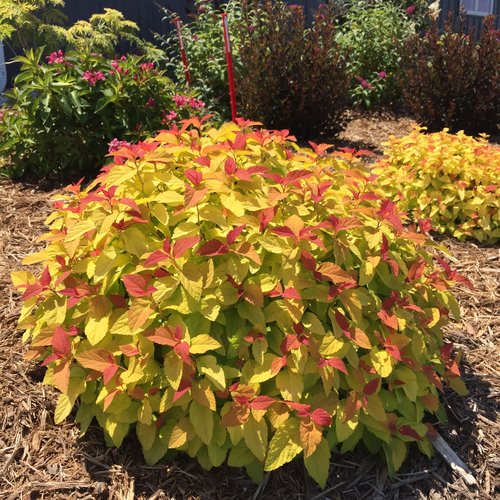 Double Play® Candy Corn® Spirea (Spiraea JAP 'Dbl Play Candy Corn') - QT