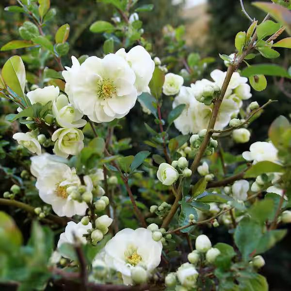 Double Take Eternal White® Quince (CHAENOMELES DOUBLE TAKE ETERNAL WHITE) - QT
