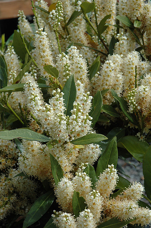 Dwarf English Laurel (PRUNUS LAUROCERASUS NANA) - 2 gallon