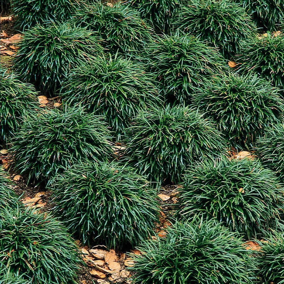 Dwarf Mondo Grass (Ophiopogon japonicus 'Nana') - QT