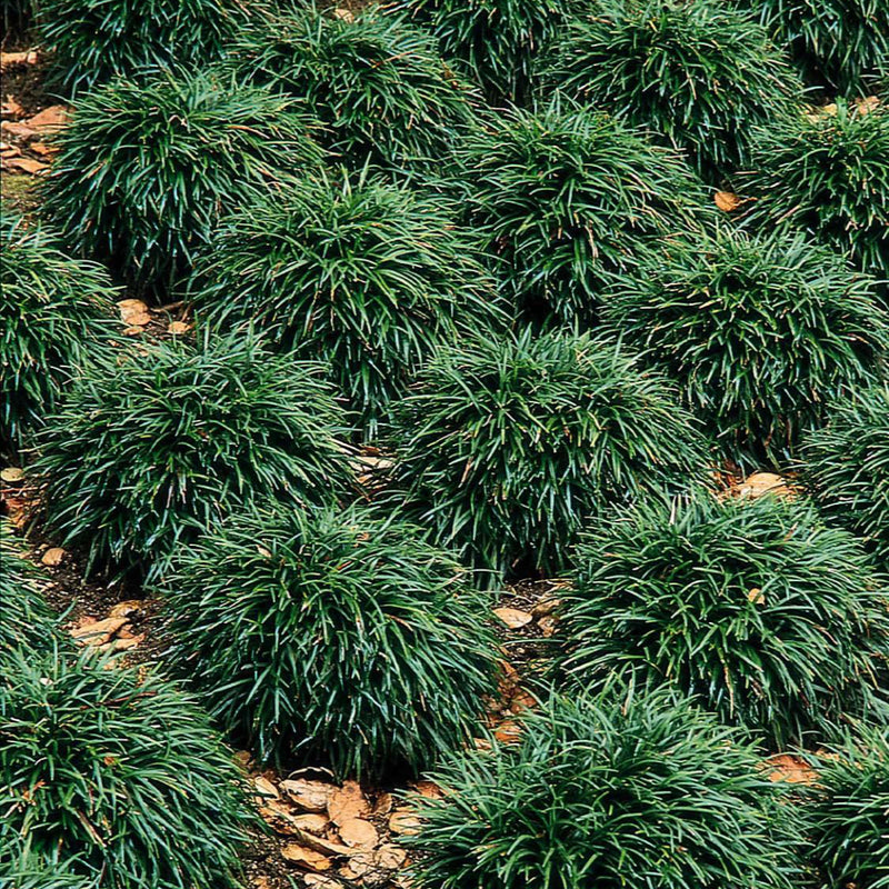 Dwarf Mondo Grass (Ophiopogon japonicus 'Nana') - QT