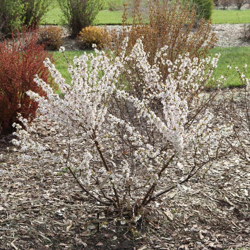 EASY AS PIE® Bush Cherry (Prunus 'Fruit Easy As Pie') - QT