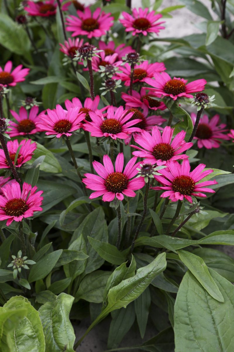Sunseekers Purplicious Coneflower (Echinacea sunseekers 'Purplicious') - 3QT