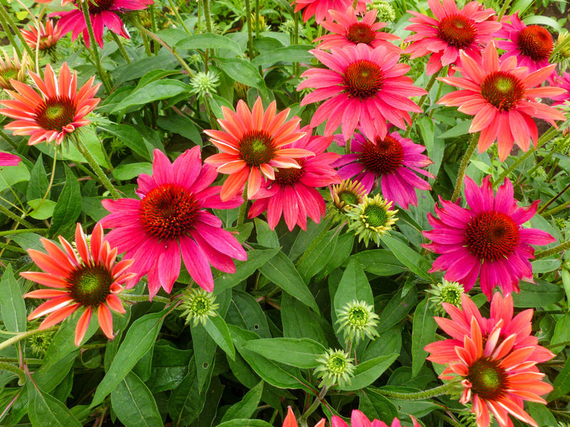 Sombrero® Tres Amigos Coneflower (Echinacea 'Sombrero Tres Amigos') - half gallon