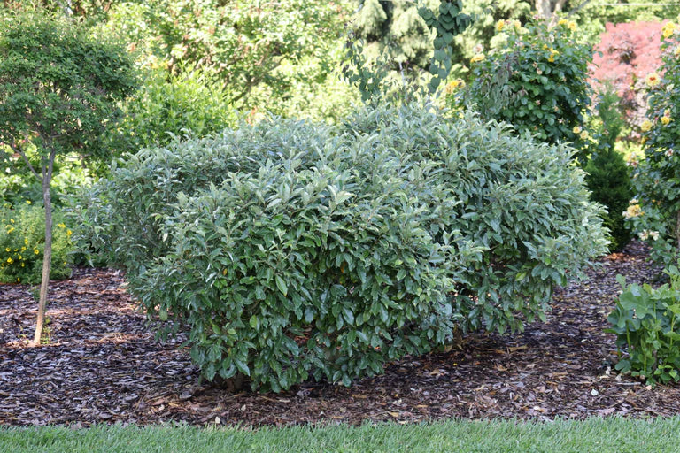 Mr. Smooth® Seedless Elaeagnus (ELAEAGNUS MR. SMOOTH® SEEDLESS) - QT
